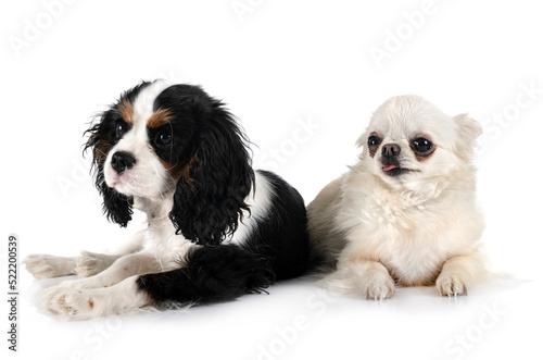 puppy cavalier king charles and chihuahua