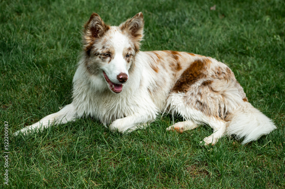 Fototapeta premium Beautiful border Collie on the grass