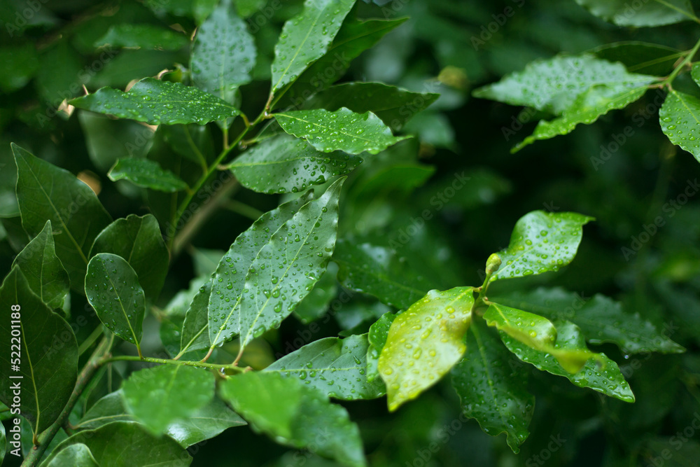 Fresh bay feaves background. Close up laurel tree branches. Fresh bay feaves background. Close up laurel tree branches.
