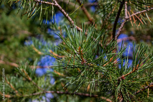 Pine tree fir needles close-up 