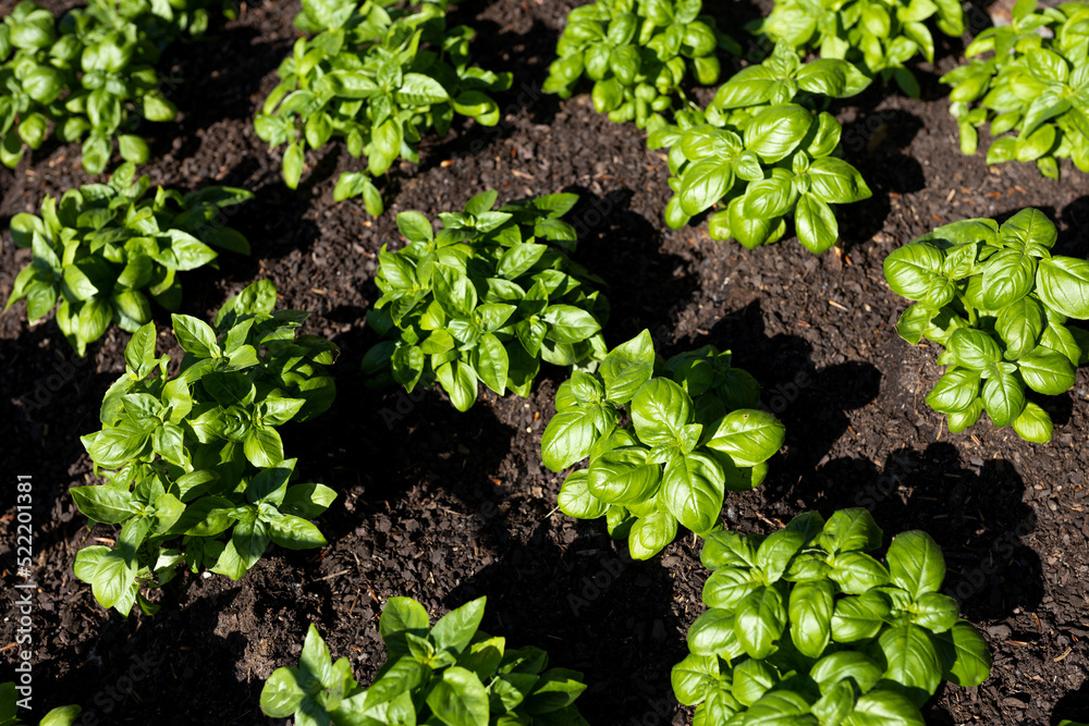 Fototapeta premium Fresh organic basilic leaves in the garden. Fresh herbs for cooking. Botanical name is Ocimum basilicum