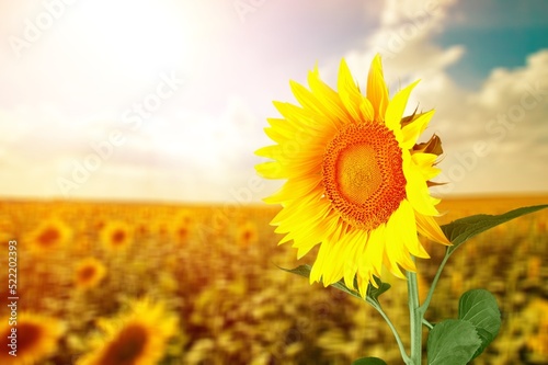 Fototapeta Naklejka Na Ścianę i Meble -  Sunflower on sunny nature background. Agriculture summer with sunflowers field. Organic food production. Harvest of farm product.