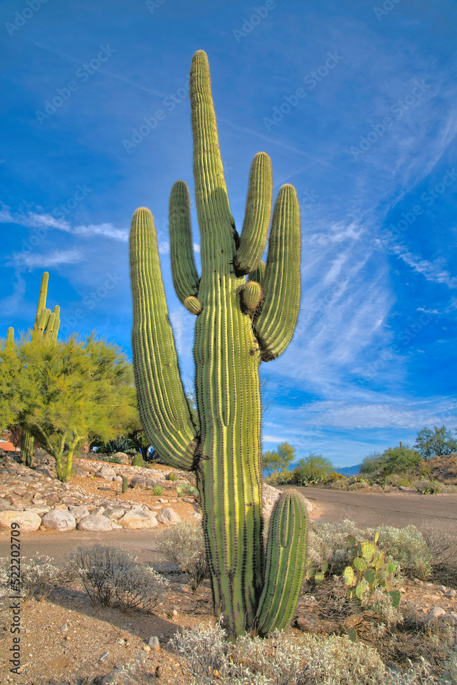 Saguaro Cactus on a dry land near the pathway in Tucson, Arizona