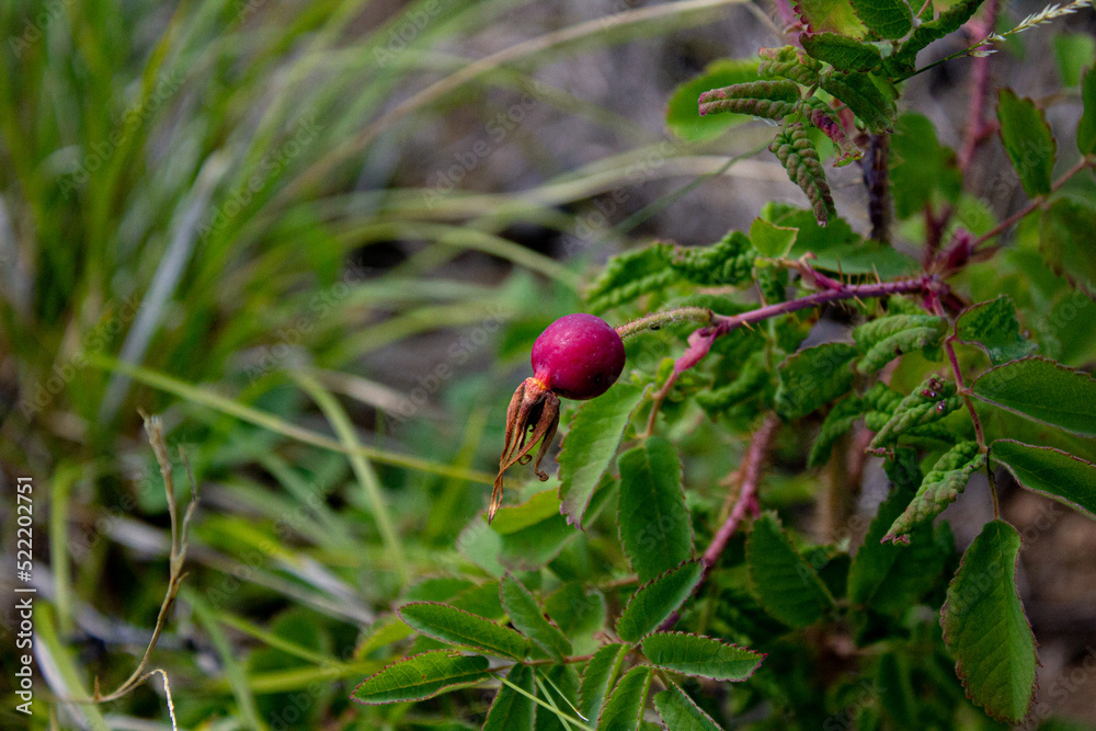 Fototapeta premium Wild berries on the forest floor