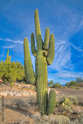 Saguaro Cactus on a dry land near the pathway in Tucson  Arizona