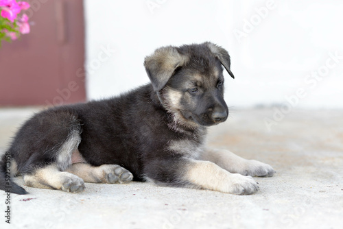 german shepherd puppy