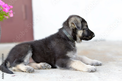 german shepherd puppy