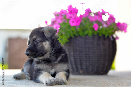 german shepherd puppy