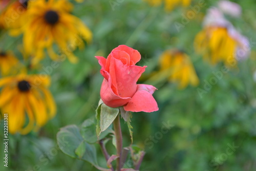 Rose of yellow flowers.