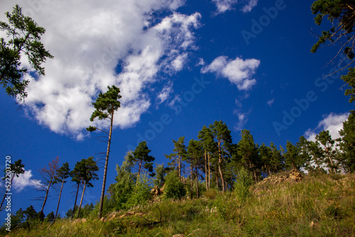 Pine trees on mountain peak in summer
