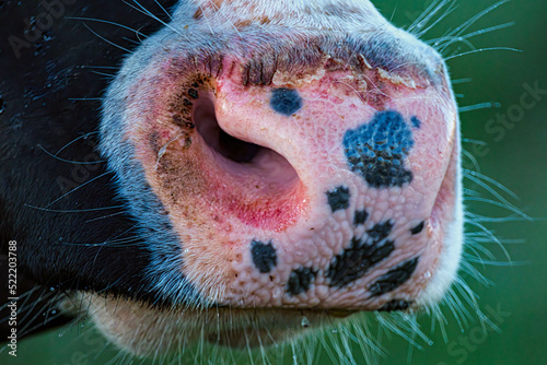 cow snout || Koeiensnuit photo