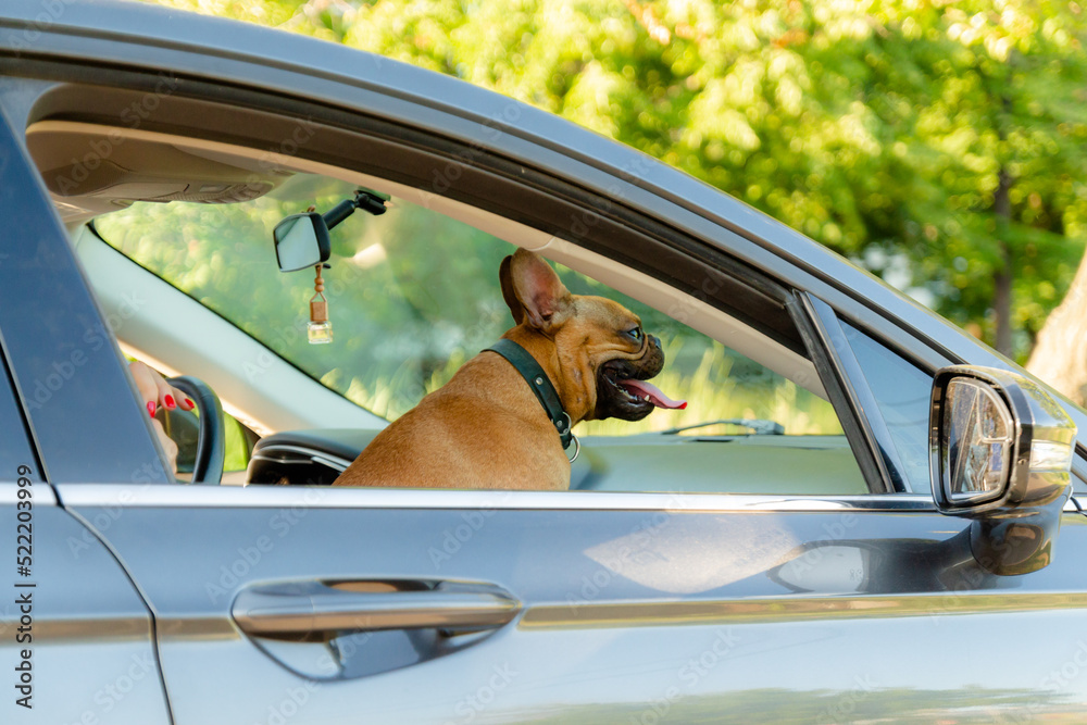 Naklejka premium Adorable small active little smart dog French Bulldog in the car and is ready for journey.