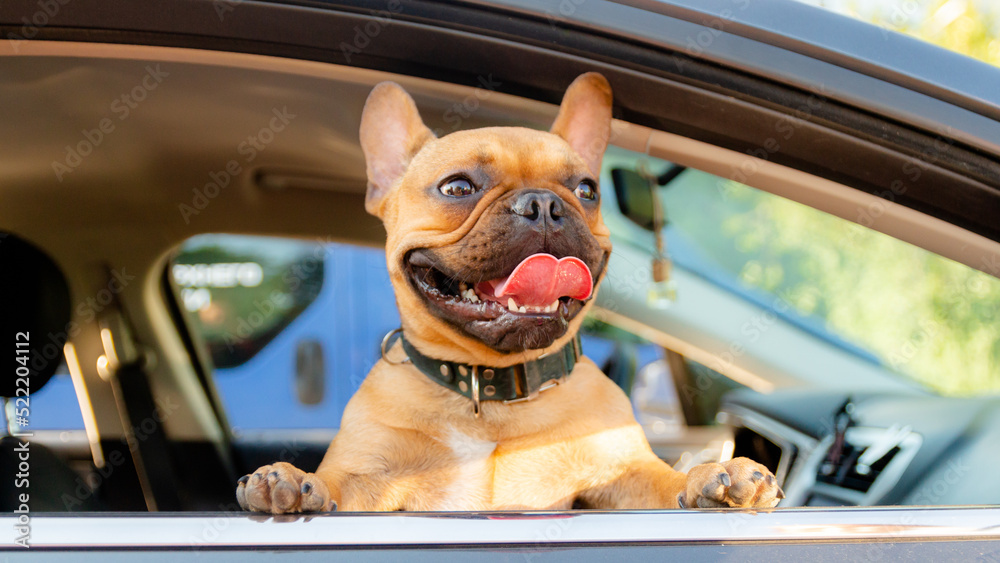 Obraz premium Adorable small active little smart dog French Bulldog in the car and is ready for journey.