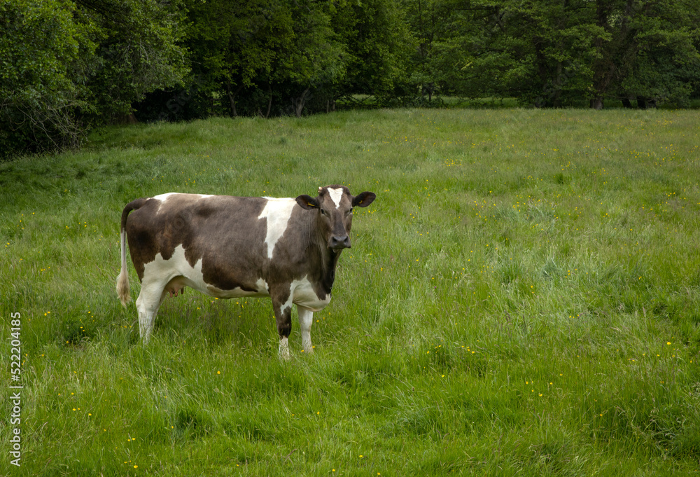 Cows in meadow. Wales, england, UK, united kingdom. Cows in meadow. Wales, england, UK, united kingdom.