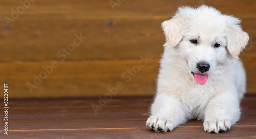 White swiss shepherd puppy lying on dark wooden background with tongue hanging out. Stretched panoramic image for banner