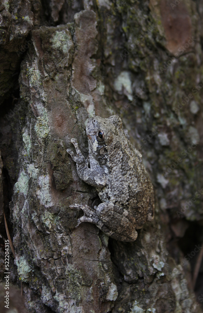 Gray Tree Frog Hyla chrysoscelis on pine tree in Eastern Texas Gray Tree Frog Hyla chrysoscelis on pine tree in Eastern Texas