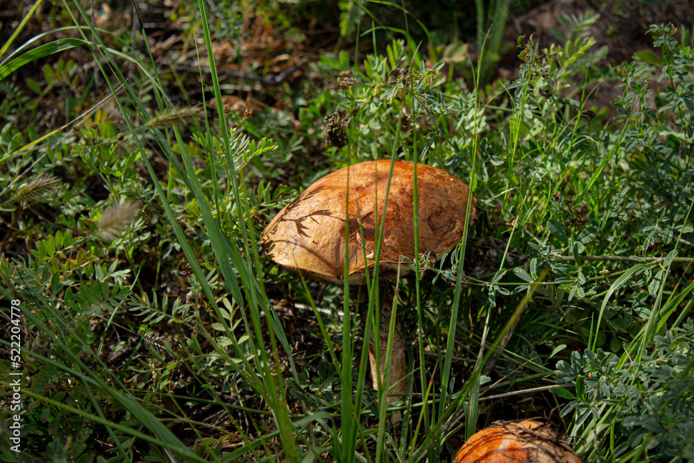 Leccinum scabrum, commonly known as the rough-stemmed bolete, scaber stalk, and birch bolete, is an edible mushroom in the family Boletaceae Leccinum scabrum, commonly known as the rough-stemmed bolete, scaber stalk, and birch bolete, is an edible mushroom in the family Boletaceae