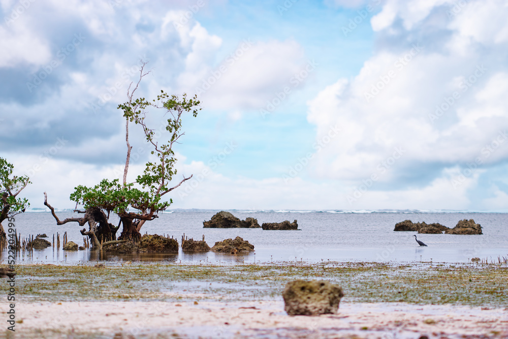Landscape with mangrove trees on low tide beach.