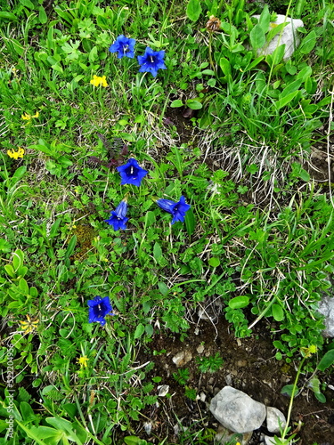 Austrian Alps - view of the flower Gentiana clusii photo
