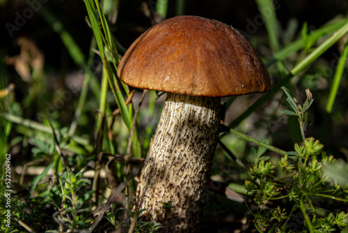 Leccinum scabrum, commonly known as the rough-stemmed bolete, scaber stalk, and birch bolete, is an edible mushroom in the family Boletaceae