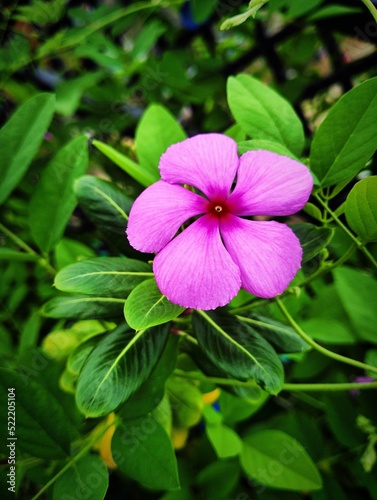 pink flower in the garden