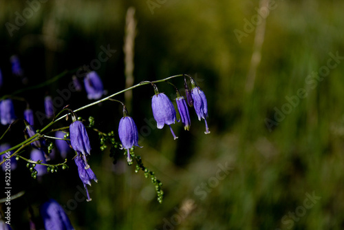 Adenophora divaricata flower also known as spreading-branch ladybell photo
