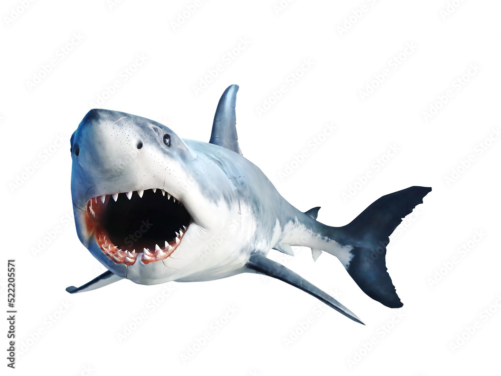 Fototapeta premium Shark with open jaws closeup. Isolated on white.