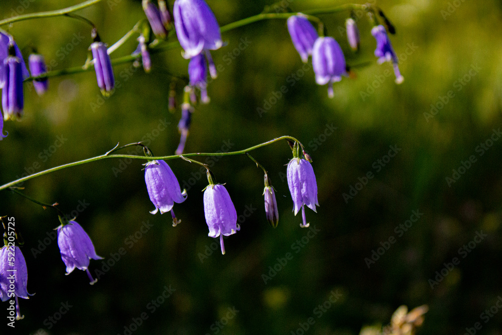 Adenophora divaricata flower also known as spreading-branch ladybell Adenophora divaricata flower also known as spreading-branch ladybell