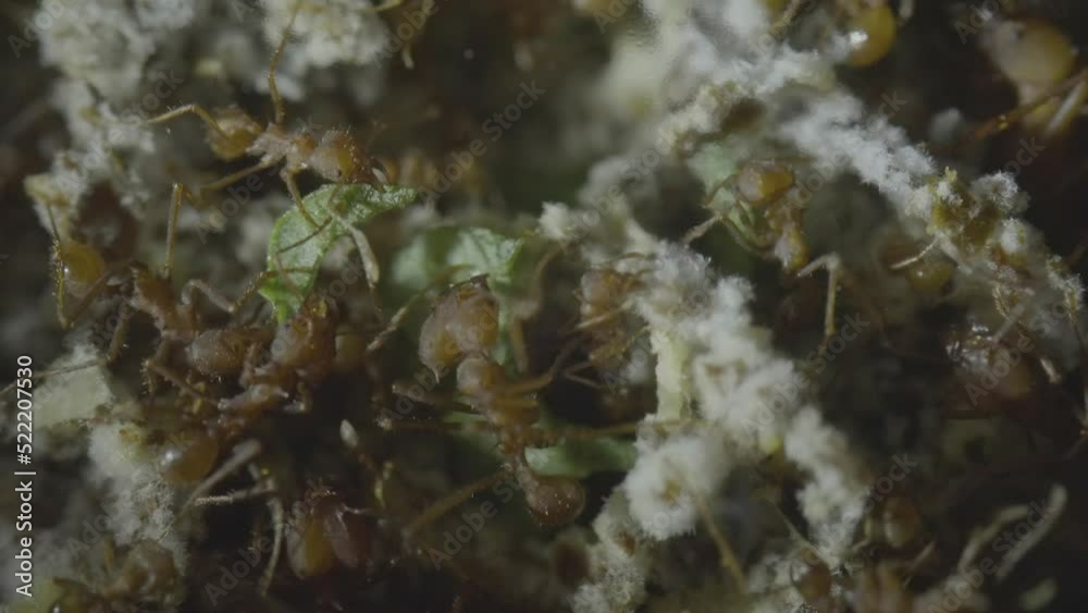 Leaf cutter ants slicing leaves inside nest to feed fungae