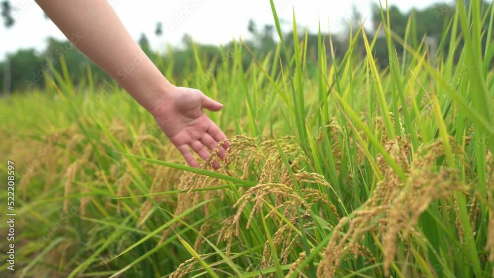 Hand touching the cultivated rice crops, checking its quality in beautiful golden rice paddy field at Douliu city, Yunlin country, Taiwan Asia.