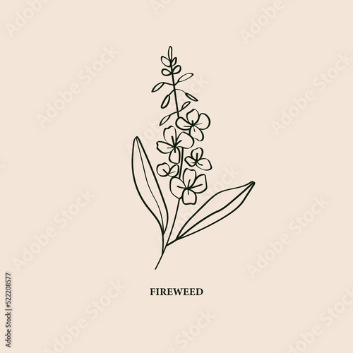 Line art fireweed illustration. Botanical logo photo