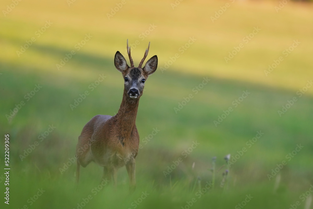 Beautiful portrait of a beautiful roebuck looking into the camera. Capreolus capreolus. Wildlife scene with a roe deer. Beautiful portrait of a beautiful roebuck looking into the camera. Capreolus capreolus. Wildlife scene with a roe deer.