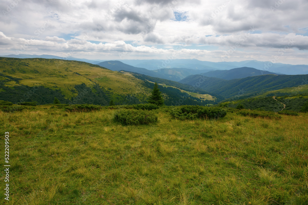 rolling hills and grassy meadows of carpathian. chornohora mountain ridge in the distance on a summer day with clouds on the sky