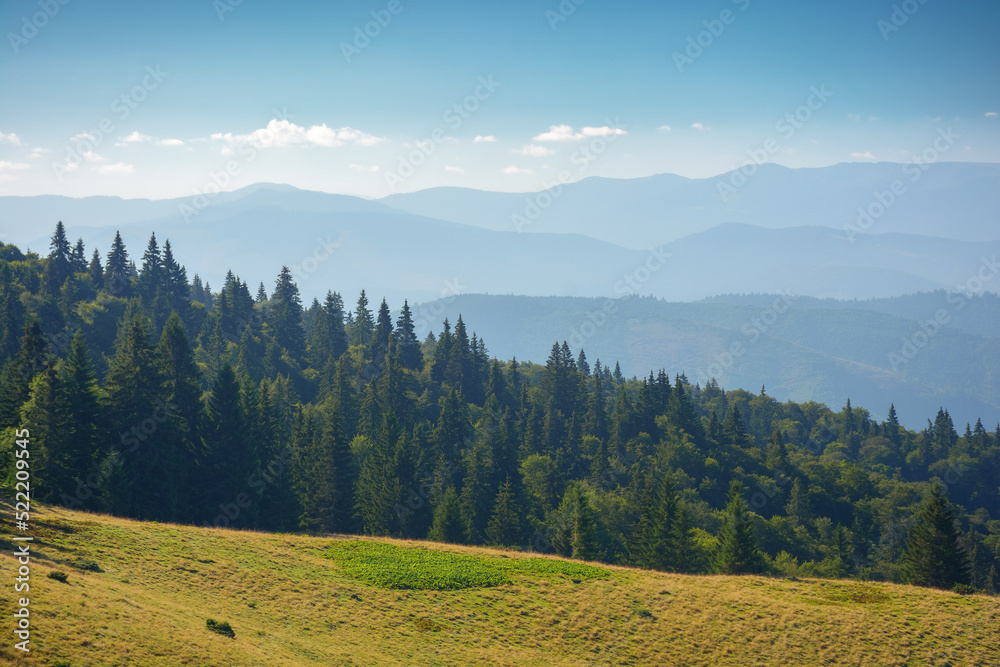 green nature environment of trascarpathia. beautiful scenery in mountains of chornohora ridge in summer. landscape with spruce forest on the hill on a sunny day
