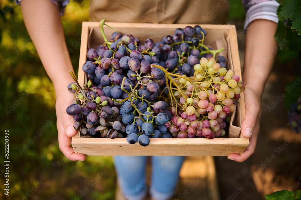 Top view of a wooden crate with harvested crop of juicy, ripe, organic grapes in the hands of a woman wine grower
