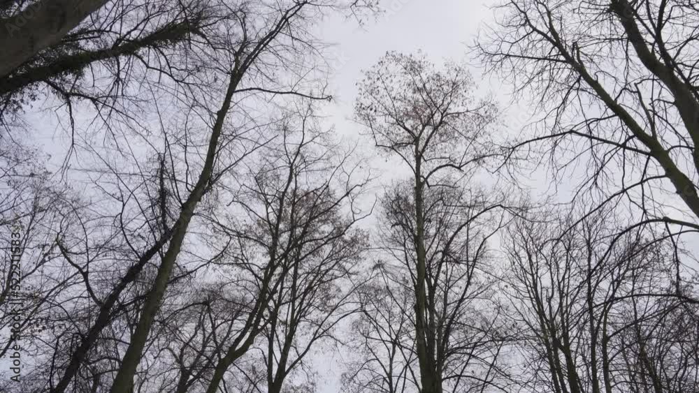 silhouette of trees in the mist silhouette of trees in the mist
