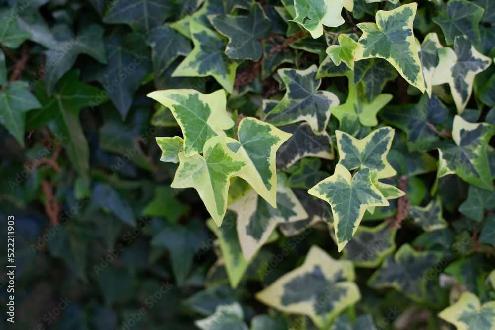 Obraz premium Climbing ivy texture and background. Gardening hobby