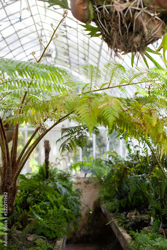 Naklejka premium Greenhouse inside view background with green exotic plants