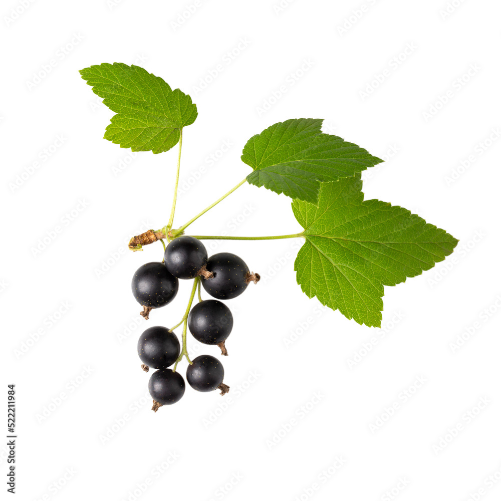 Branch of black currant with berries and leaves isolated on white background. Branch of black currant with berries and leaves isolated on white background.