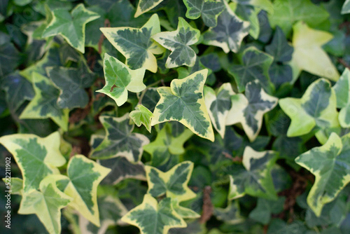 Climbing ivy texture and background. Gardening hobby