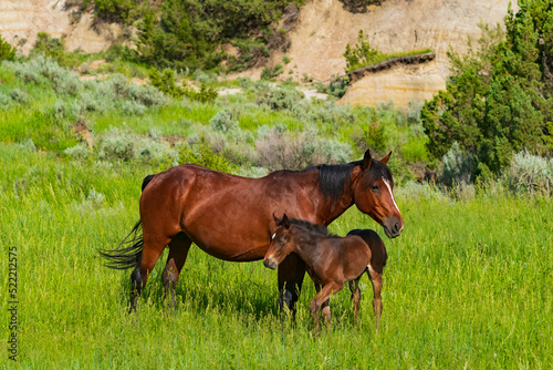 Bild auf Leinwand A foal with its mother at Theodore Roosevelt National Park