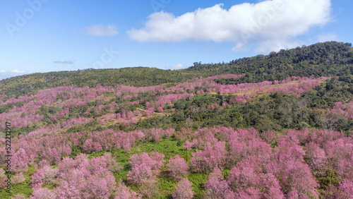 Aerial view Beautiful Wild Himalayan Cherry. pink blossom Sakura flower or Prunus Cerasoides full bloom in natural high area at phu lom lo, Loei, Thailand. photo