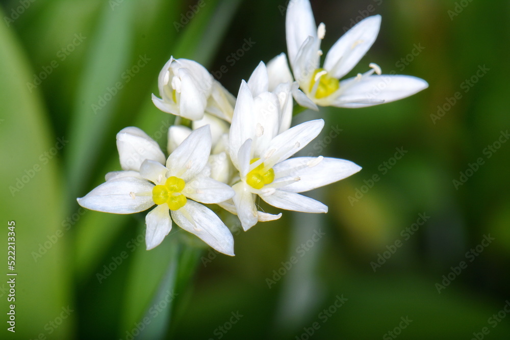 Wild garlic, Allium ursinum. Flowering wild garlic leek (Allium ursine) in the forest Wild garlic, Allium ursinum. Flowering wild garlic leek (Allium ursine) in the forest