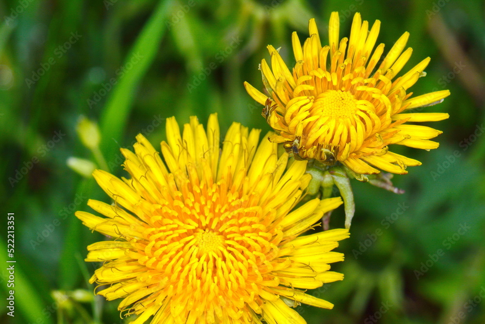 Yellow dandelion flowers (Taraxacum officinale). Dandelions field background on spring sunny day. Blooming dandelion. Yellow dandelion flowers (Taraxacum officinale). Dandelions field background on spring sunny day. Blooming dandelion.