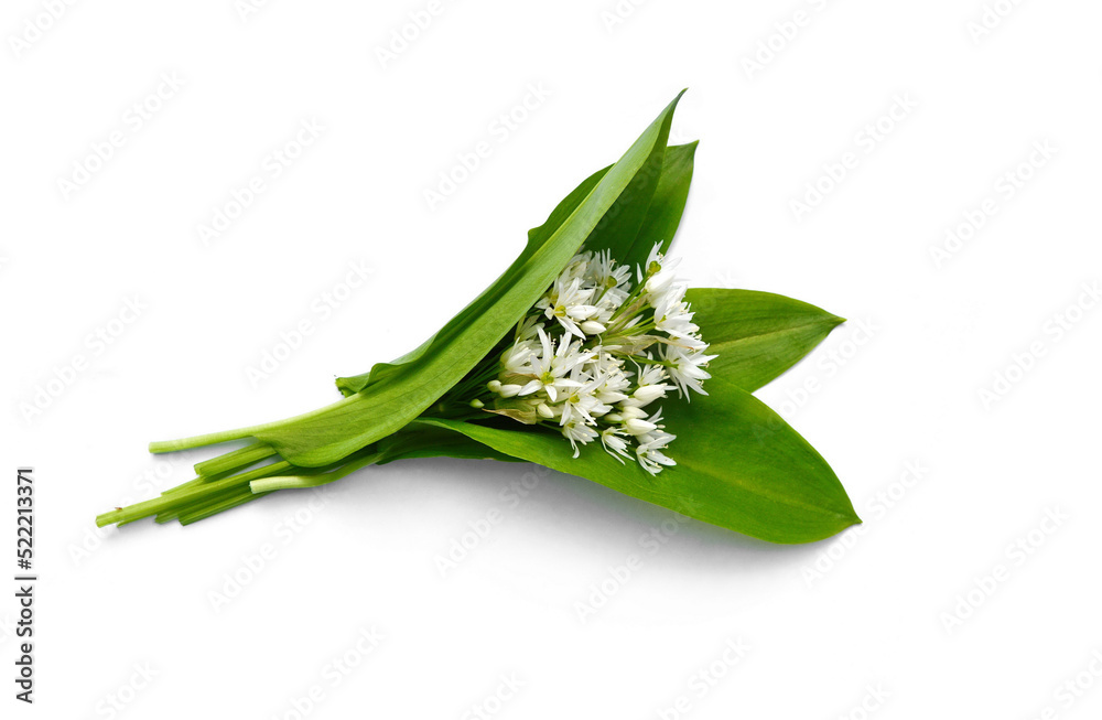 Bunch of ramson wild garlic flower heads and leaves on white isolated background. Bunch of ramson wild garlic flower heads and leaves on white isolated background.