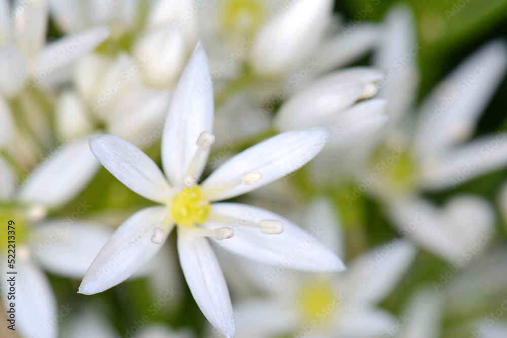 Fototapeta premium Wild garlic, Allium ursinum. Flowering wild garlic leek (Allium ursine) 