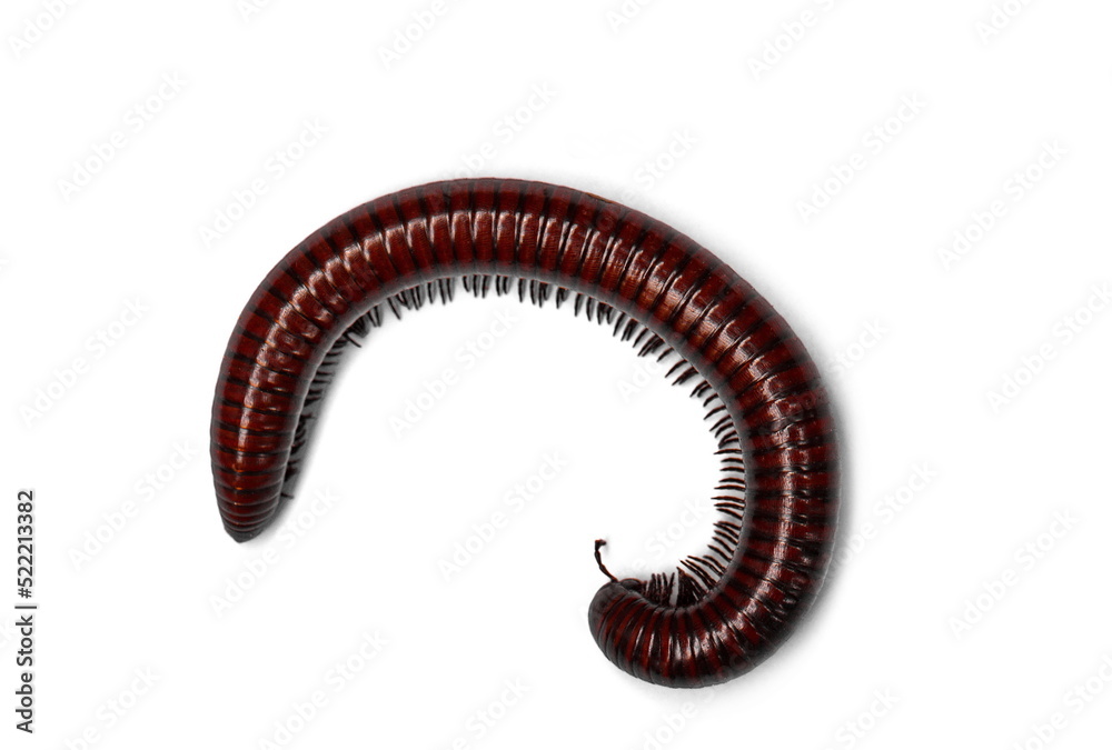 millipede isolated on white background. Siamese Pointy Tail Millipede. Myriapoda millipede isolated on white background. Siamese Pointy Tail Millipede. Myriapoda