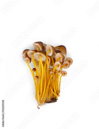 Mycena renati, commonly known as the beautiful bonnet is a species of mushroom in the family Mycenaceae. The world of mushrooms. Isolated on white. photo