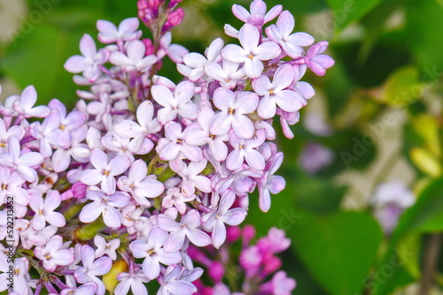 beautiful lilac flowers branch on a green background  natural spring background  soft selective focus.