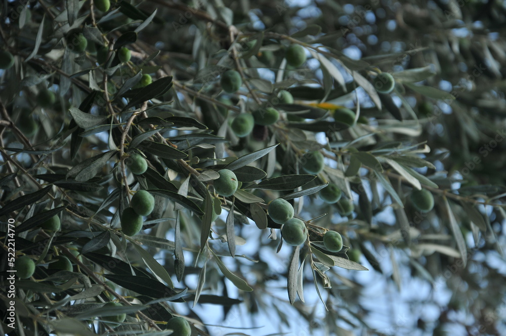 olives olives